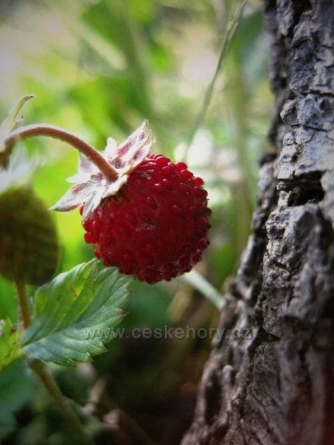 jahody na Velešově