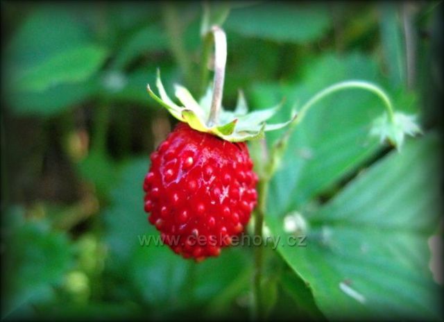 lesní jahůdky