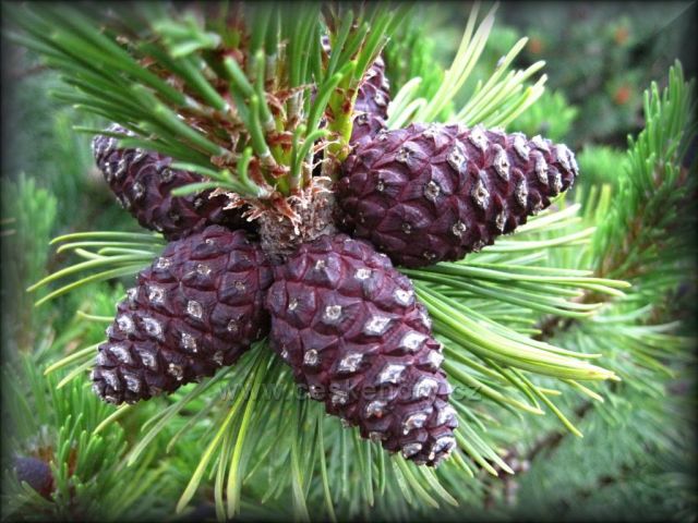 u Kunštátské kaple