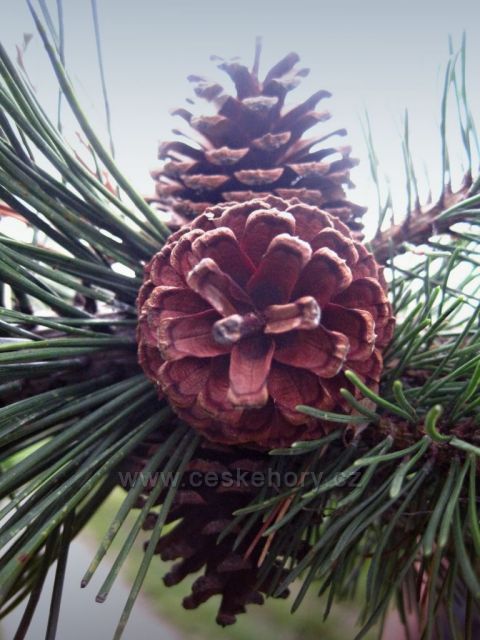 u Kunštátské kaple