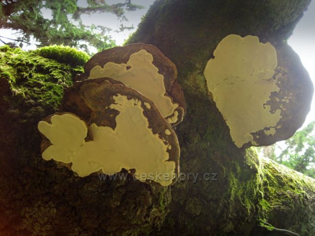 na Haničce v Orlických