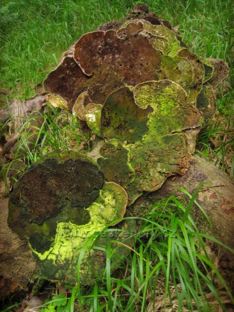 Hanička v Orlických