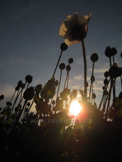 máky večer