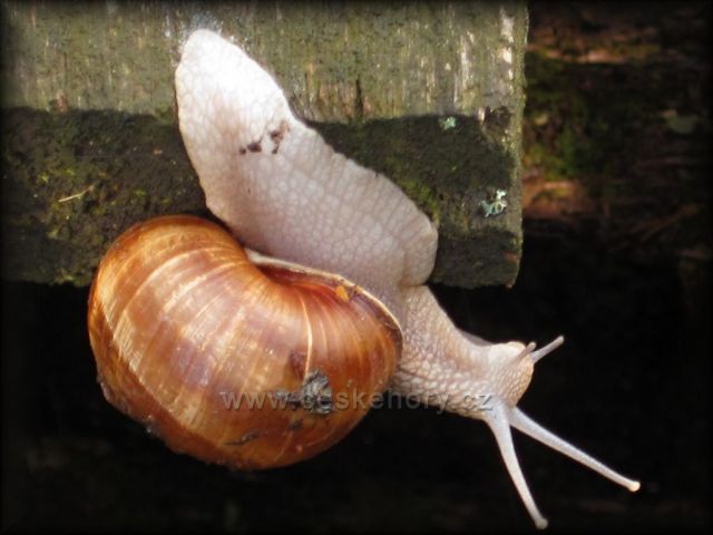 na Mlýně v Ratibořicích