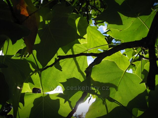 léto v Ratibořicích