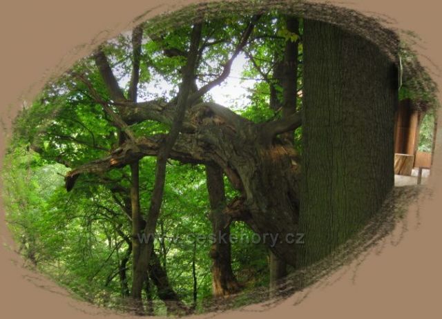 Rýzmburk altán, také zřícenina hradu