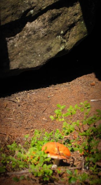 ve Stolových horách