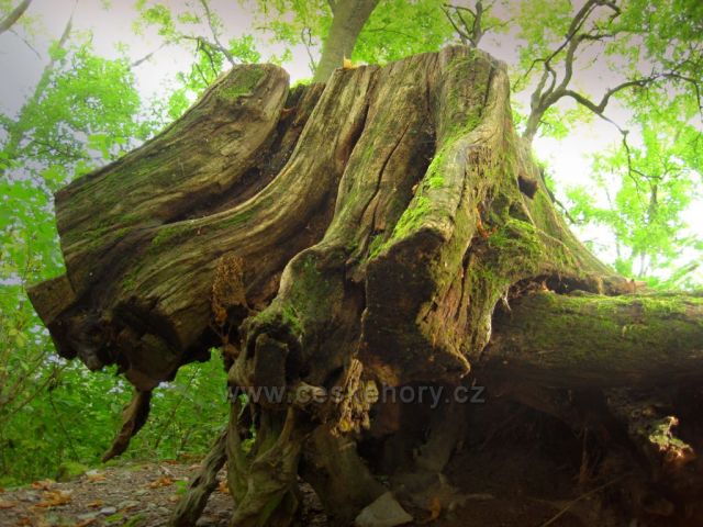 zřícenina u Dvora Kr.n.L.