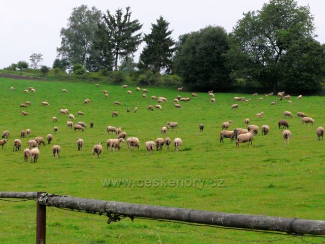 Ovce na podvečerní pastvě u Horní Vltavice