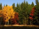 Barevný podzim v Javořích horách