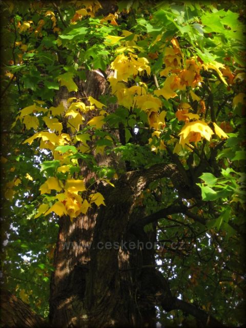 PODZIM v Ratibořicích