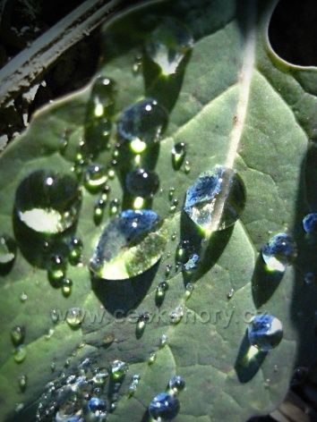 život - voda - slunce