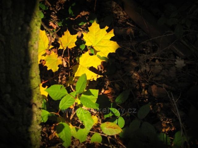 krása podzimních barev a světla