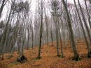 Les na Čerňavě