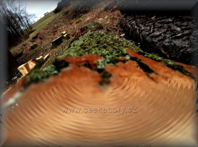 strom poslední den v roce