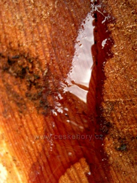 když stromy pláčou