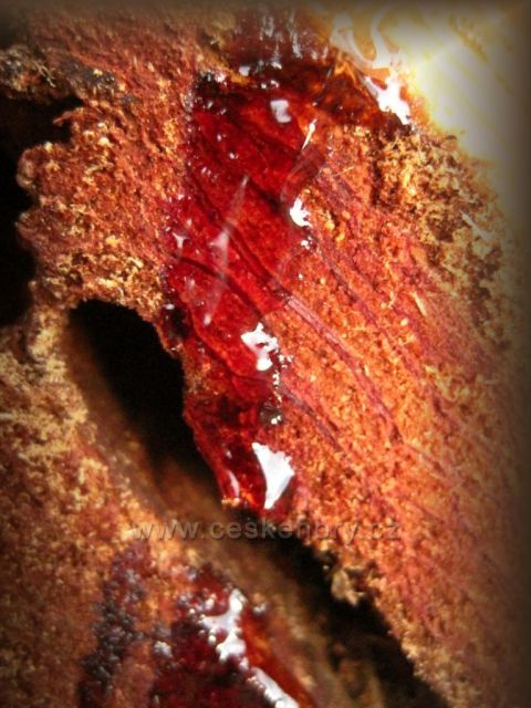 když stromy pláčou