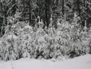 les v zimě