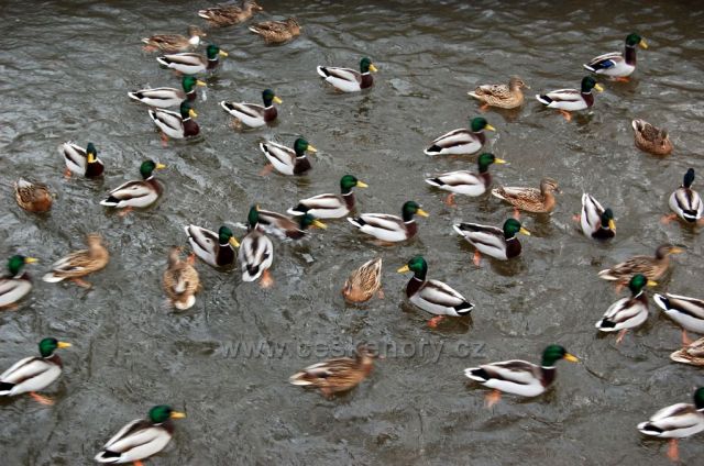 Kačeři a kachny