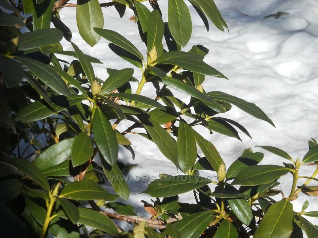 Jar v Karlovej Studánke