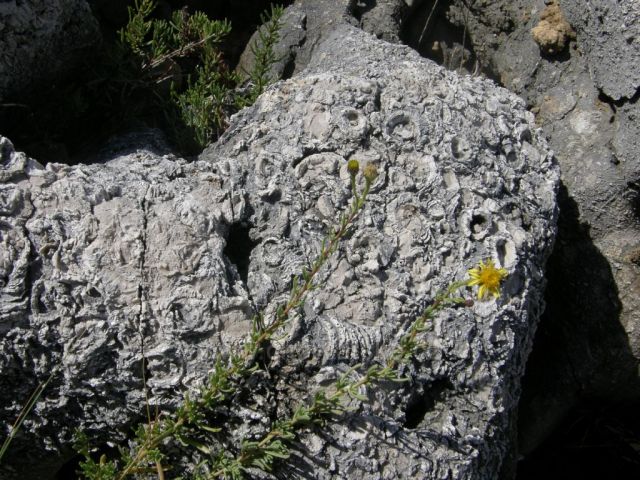 Zkameněliny (asi 3,5 mil. let) - Pašman