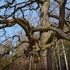 JARO v oboře - Opočno