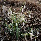 první sněženky v Ratibořicích