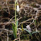 vítej sněženko :-)