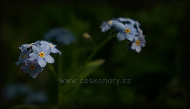 vítejte kvítka :-)