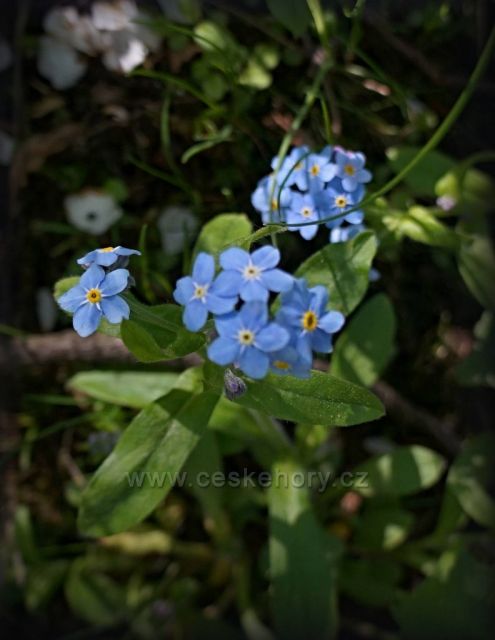 pomněnky nezapomněly :-)