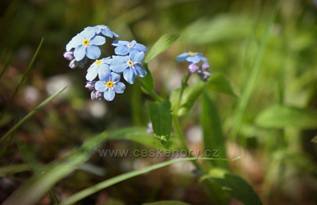 jaro na novoměstsku