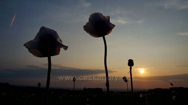 makové pole a západ sluníčka