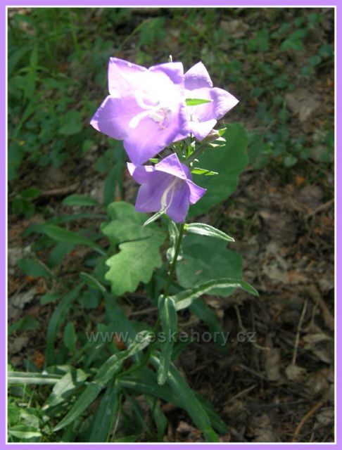 Zazvonil zvonec - a pohádky je konec...
