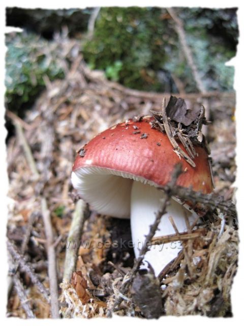 vítej houbičko....