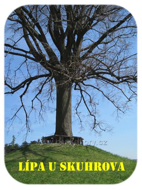 lípa u Skuhrova