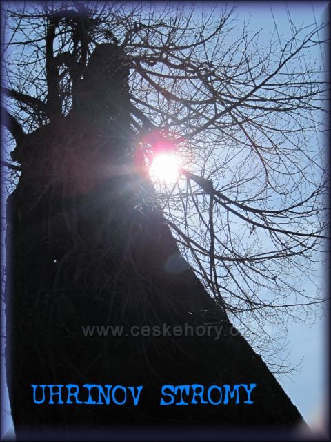 starý strom v Uhřinově