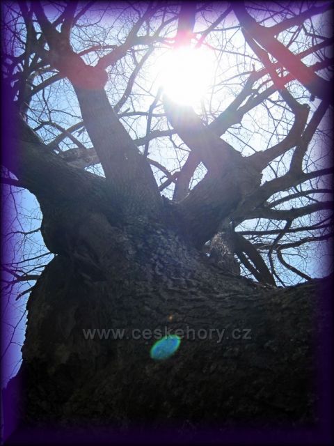 starý strom v Uhřinově