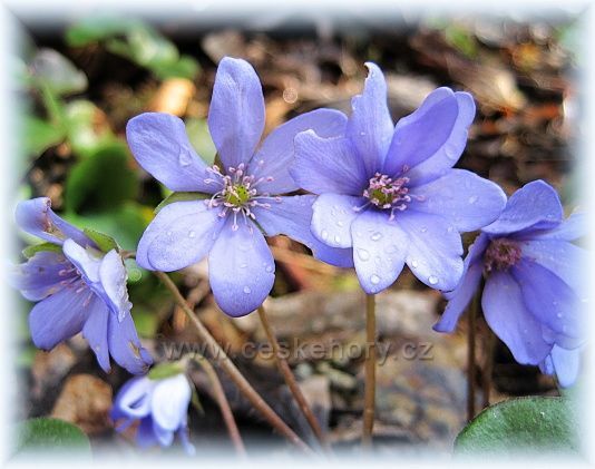 jaro na úpatí Orlických hor - Val u Dobrušky