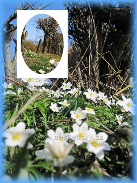 jaro a vrbičky v Ohnišově
