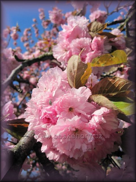 Vítej jaro na úpatí Orlických hor !