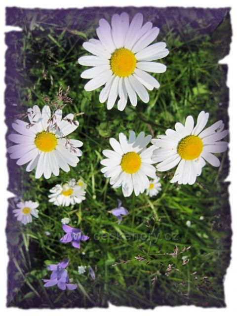 kytičky v Orlických horách