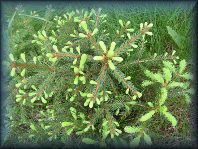 stromečky-mláďata - Orlické hory