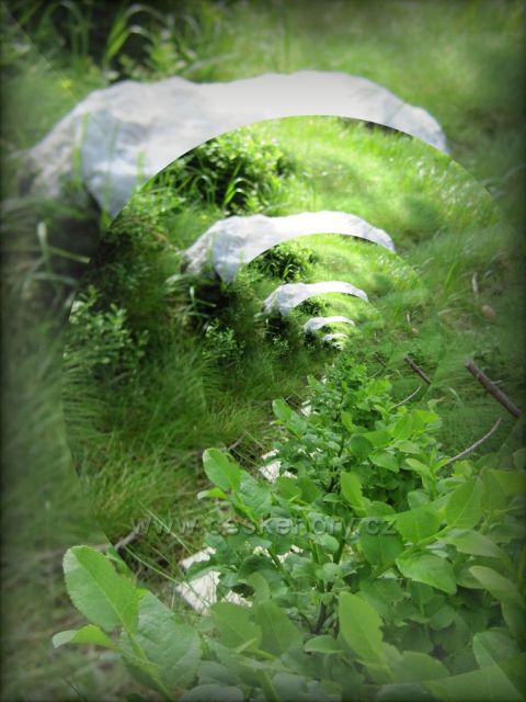 Bukačka / chráněná oblast/ Orlické hory