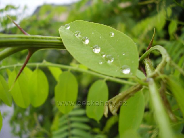 Diamantové korálky dešťové vody