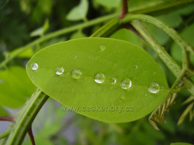 Diamantové kapičky děšťové vodičky