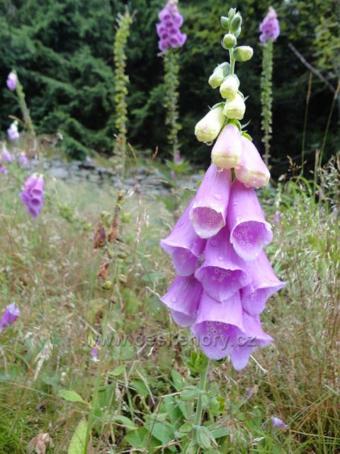 Flora na Černé hoře