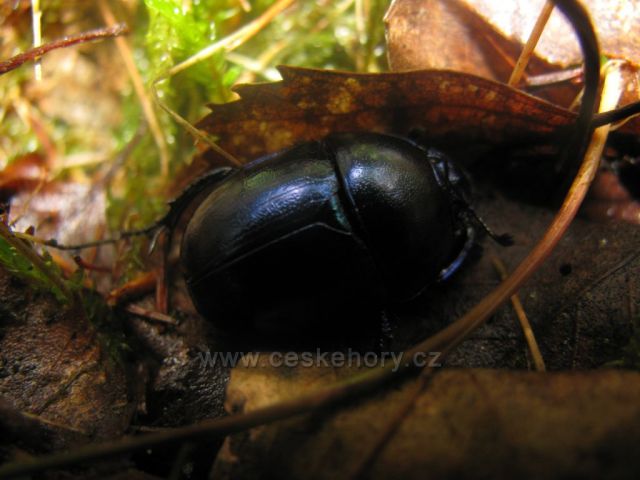 Tohoto brouka jsme potkali cestou na Pravčickou Bránu. Jeho krása nám nedala si ho nevyfotit.