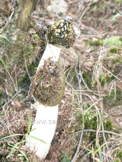 tzv. Hadovka smrdutá-. Phallus impudicus- mrtvolně zapáchají cí houbička rostoucí hojně v okolí Falkenětejna