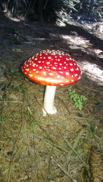 Dokonaslost přírody