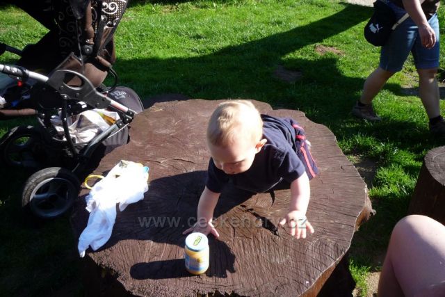 Na pařezu v Prášilech